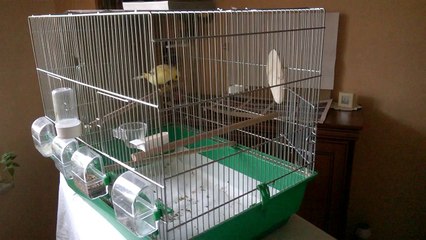 Gloster canary housekeeping mystery - feathers in feeder