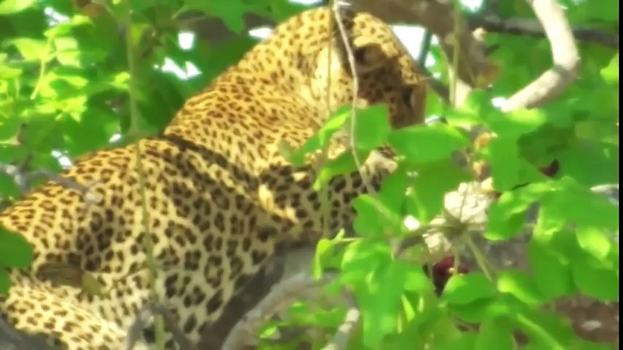 Leopard Silent Attack Over Cheetah, Wild Dogs, Gazelle, and Impala Wild Animals Fight To The Death