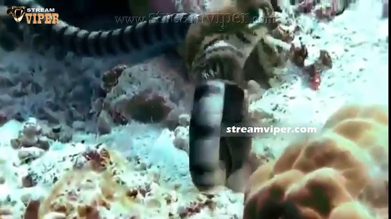 Sea Snake vs Moray Eel (Real Fight on the Sea Bed) video Dailymotion