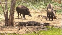 When Victims Fight Back - CRAZY Wild Boar, Zebra, Giraffe vs Poor Lion, Leopard, Crocodile