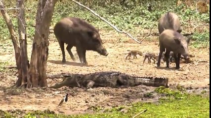 When Victims Fight Back - CRAZY Wild Boar, Zebra, Giraffe vs Poor Lion, Leopard, Crocodile