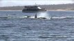Killer Whales Attack Gray Whale Calf