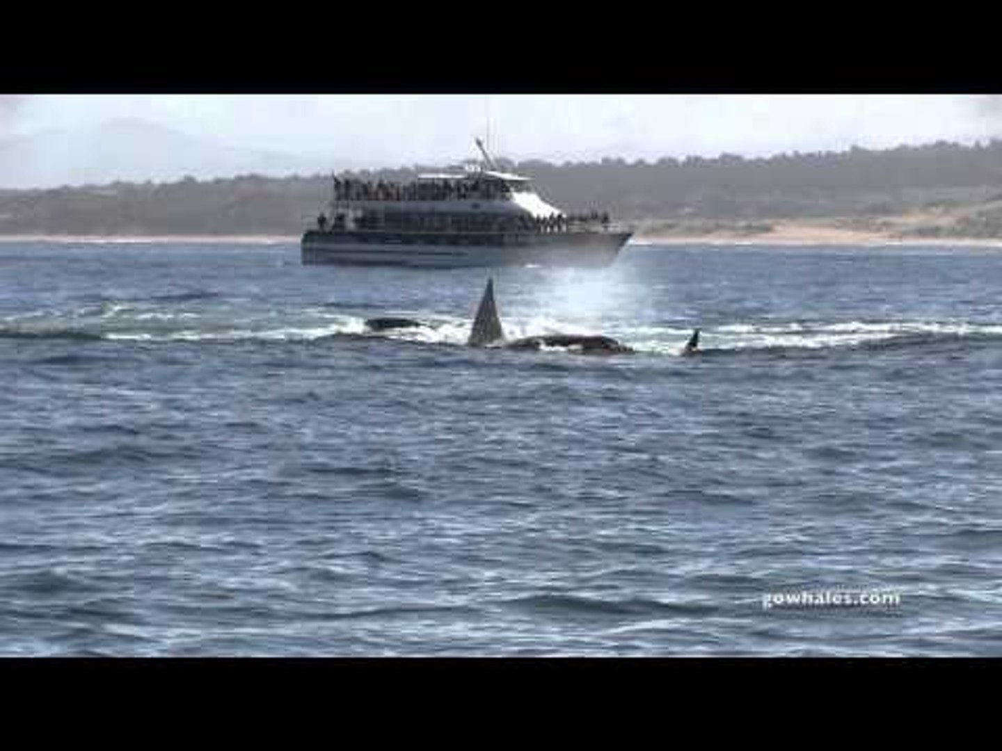 ⁣Killer Whales Attack Gray Whale Calf