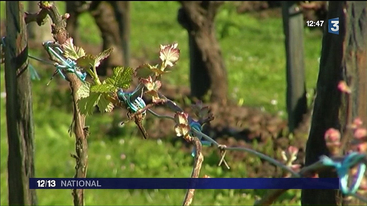 Angers : quand l'insecte sert à combattre l'insecte