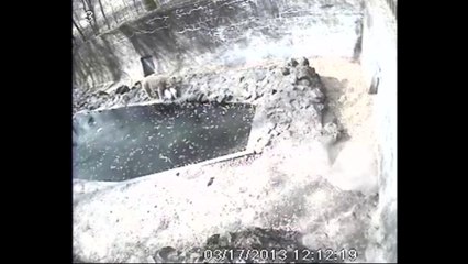 ブルノ動物園でプールに落ちた赤ちゃんを救うコーラお母さん (Mar.19 2013)
