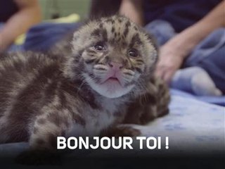 Ces bébés léopards nébuleux vont vous faire craquer !