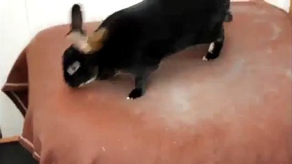 Кролик требует самку нужно просто посмотреть no comments_)))