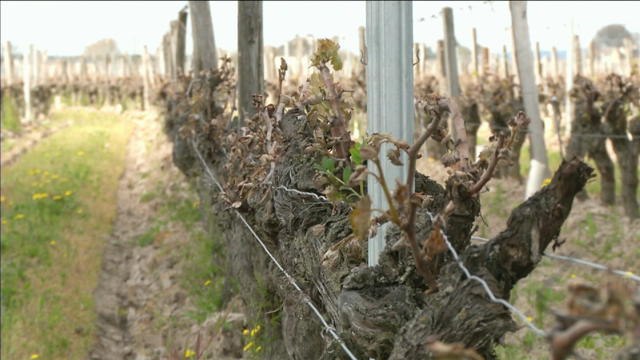 Des vignobles de renom touchés par des gelées historiques - Le 28/04/2016 à 18h30
