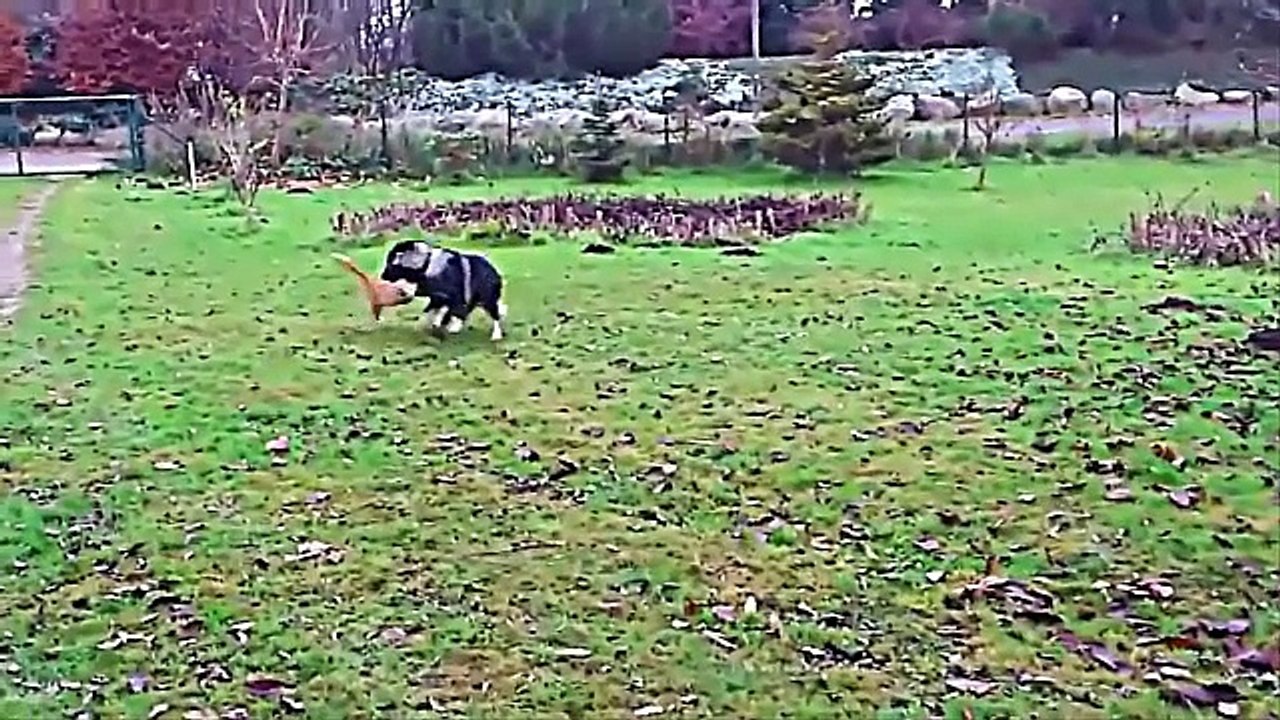 Dogs vs Cats New Episode Compilation