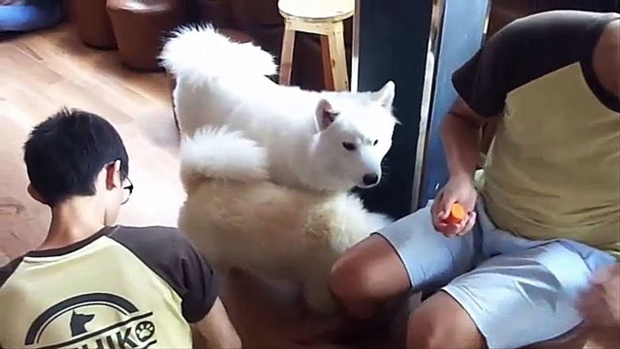 Puppies playing with other puppies