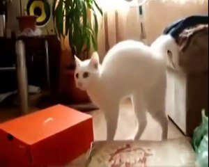 Cats walk on two legs