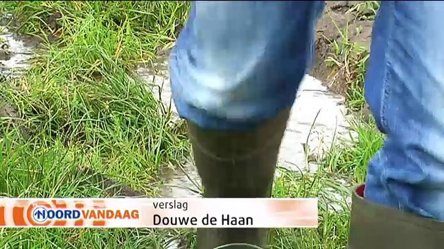 Koeien moeten langer op stal blijven door te natte weilanden - RTV Noord