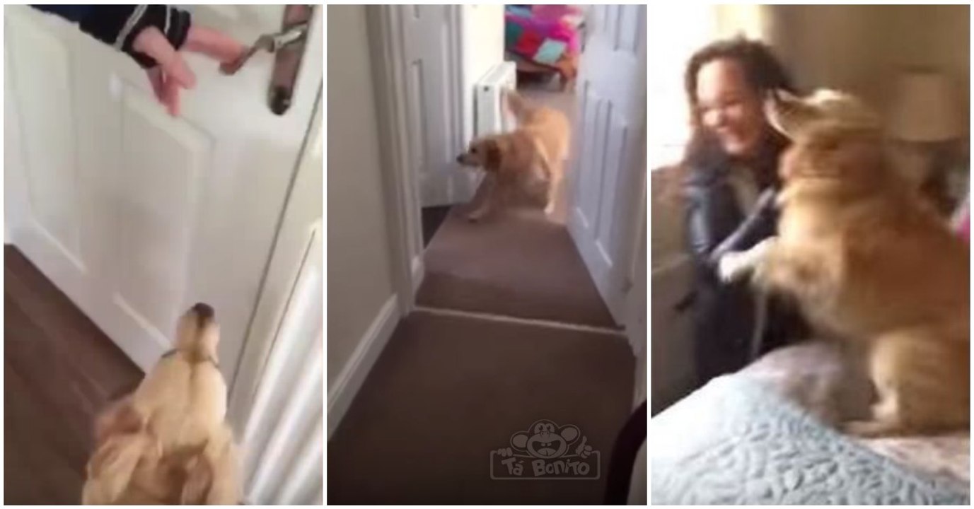 Cão fareja toda a casa e ao encontrar dona depois de 7 meses separados... explode de alegria!