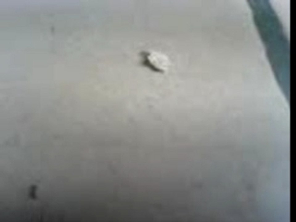 Les fourmis