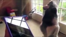 Top 10 Dogs Sings With Ipads and Musical Instruments