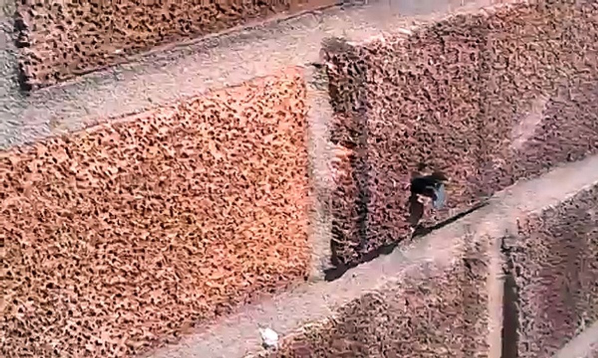 Bionic bee pulls nail out of a wall