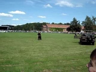 DEMO MAITRE CHIEN MALINOIS