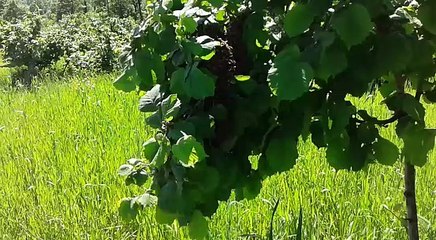 Fındık dalından oğul alındı...