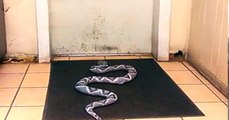 OMG!!! Snake at the Door-Funny Videos-Whatsapp Videos-Prank Videos-Funny Vines-Viral Video-Funny Fails-Funny Compilations-Just For Laughs