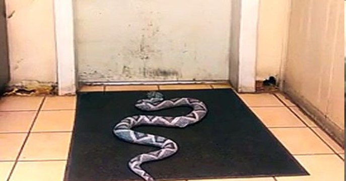 OMG!!! Snake at the Door-Funny Videos-Whatsapp Videos-Prank Videos-Funny Vines-Viral Video-Funny Fails-Funny Compilations-Just For Laughs