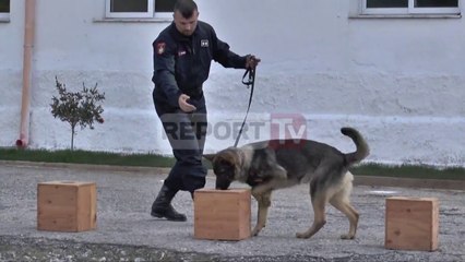 Report TV - Demonstrimi me qentë e Policisë, i pranishëm ministri Tahiri