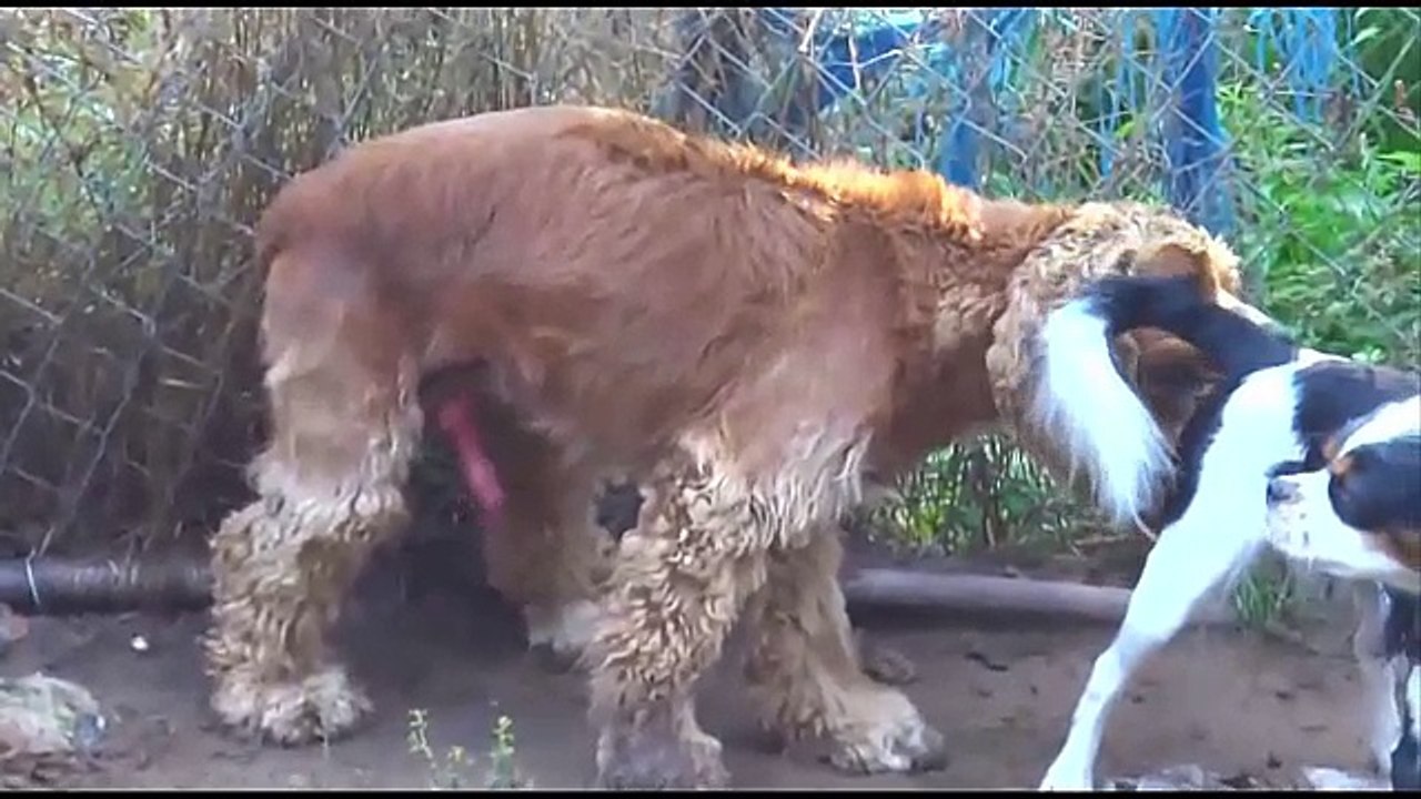 Sticky Dogs Mating Up Close Ultimate Compilation
