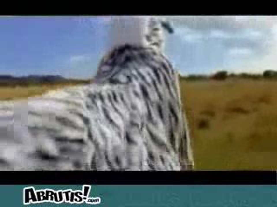 Zebre2