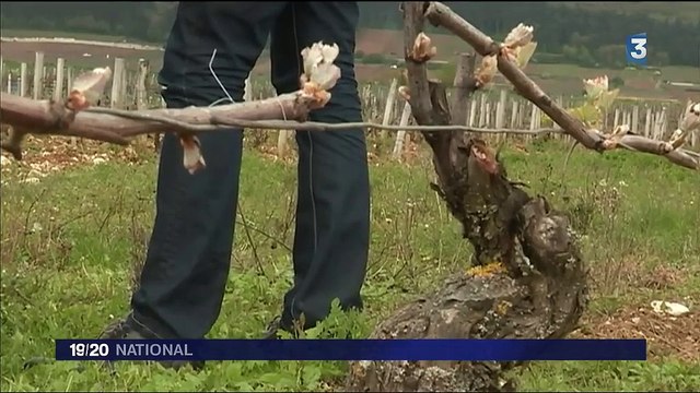 Gelées noires : des vignobles ravagés