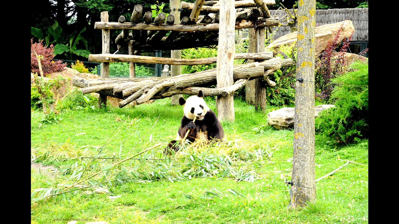 ©HDZOOde BEAUVAL4PANDA  juin2015ANCIAUXMartinecretricephoto-peinturemondetvwebnatureanimauxvie©