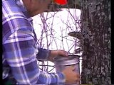 Yvon tapping maple trees.