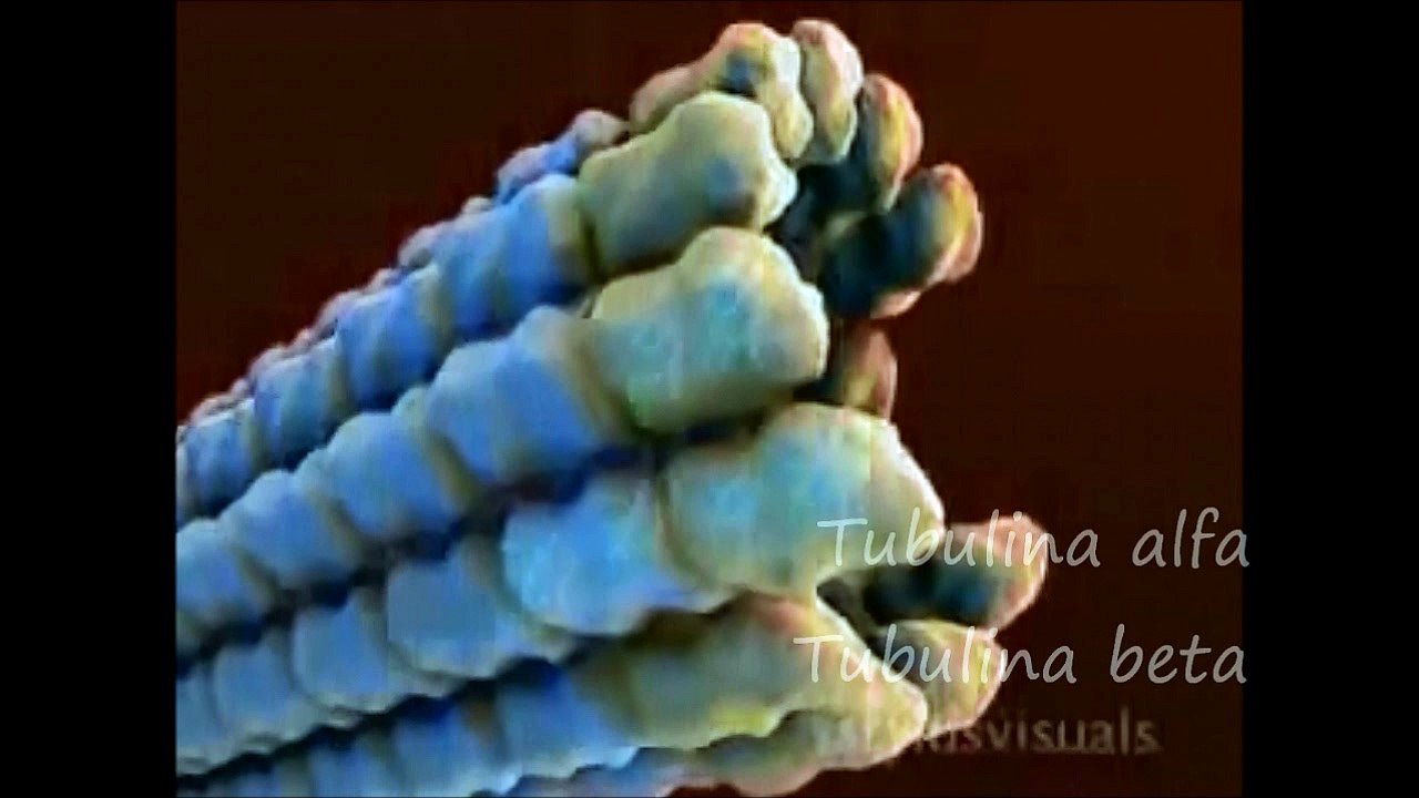 toxicologia buap
