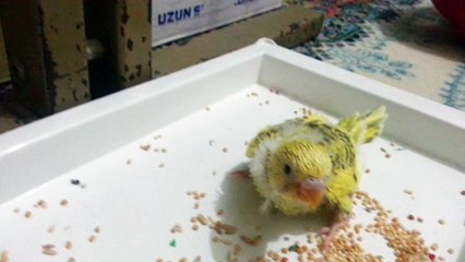 Yavru Kuşlar Video