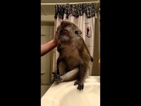 Monkey Takes a Bath Before Bed