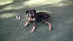 Huntly (adopted 11/23/07) - AAWL & SPCA