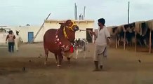 Heaviest Brahman Bull & Abluc Bachiya Qurbani 2015 Karachi Pakistan