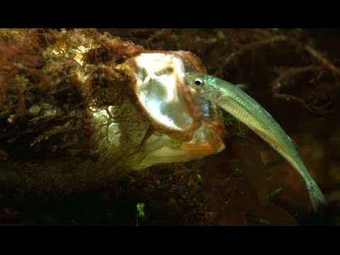 Fish Never Misses a Catch With Rod Attached to Its Face