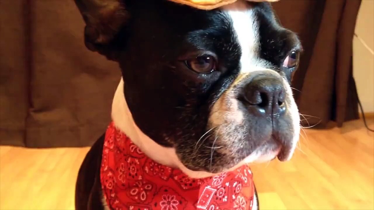 Lights, camera - animals!