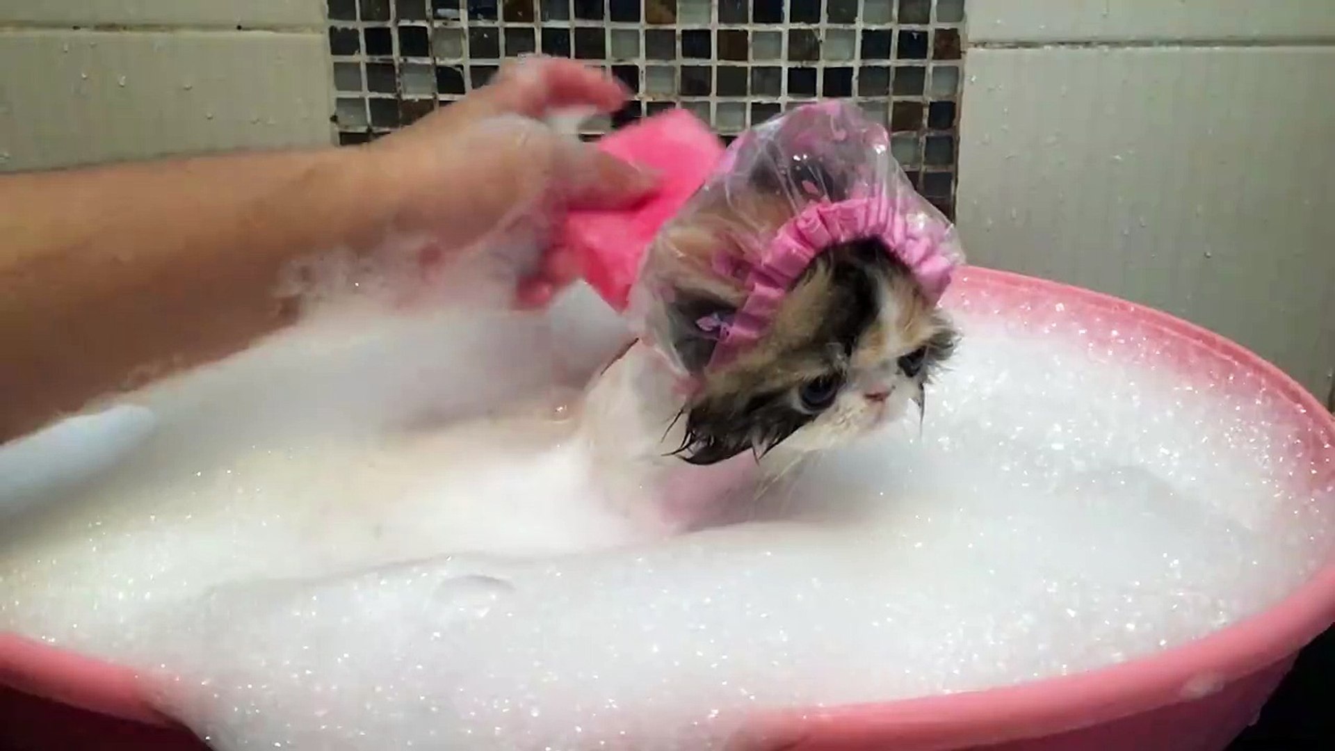 Rub A Dub Dub There S A Kitty In The Tub Video Dailymotion