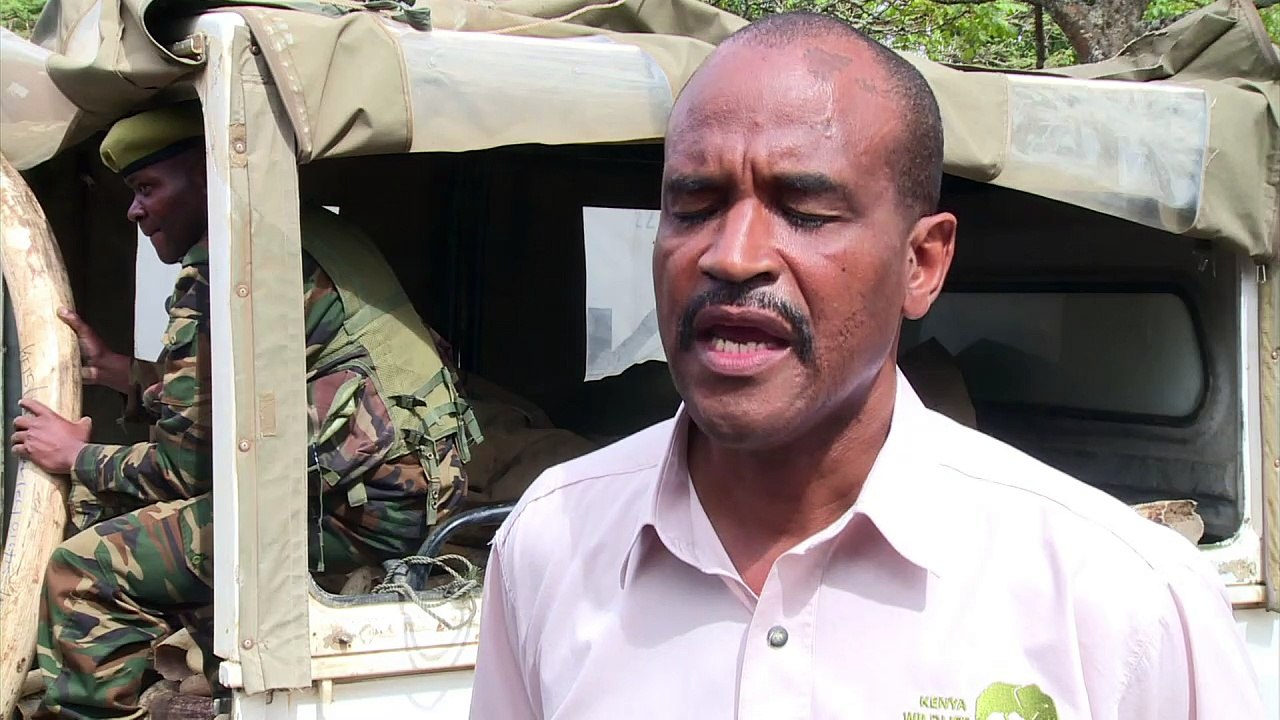 Riesiges Elfenbeinfeuer in Kenia soll Elefanten schützen