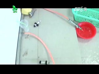 Kinh hoàng cảnh tiêm tạp chất vào tôm sú để tăng trọng lượng