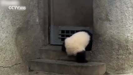 Pandanın kaçma girişimi başarısız oldu.