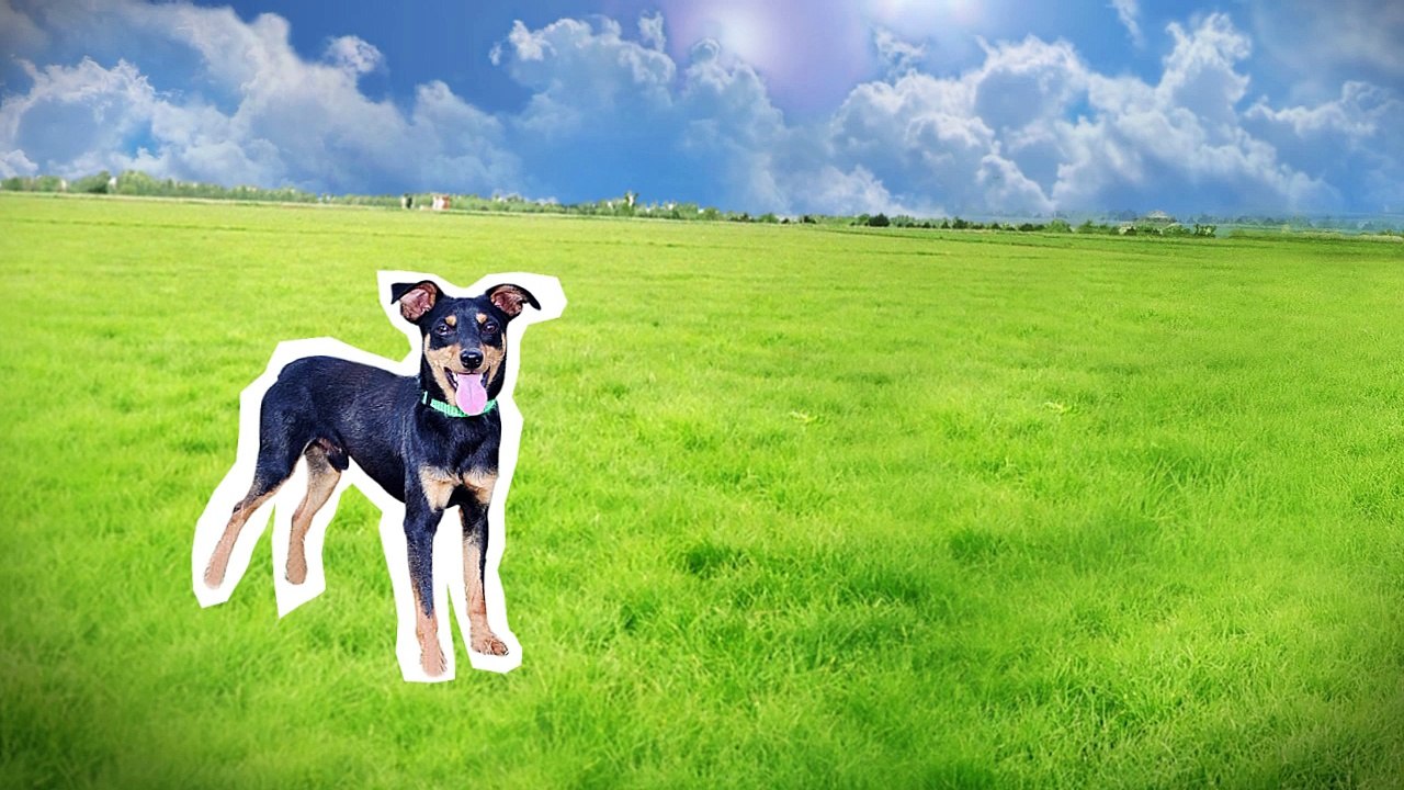 Pes na motorke? V špeciálnom oblečení nič nemožné