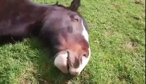 Ce cheval ronfle pendant sa sieste au soleil!