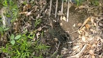 Un oiseau et un jardinier en parfaite collaboration : petit repas entre amis!