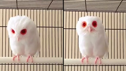 Une magnifique chouette albinos !