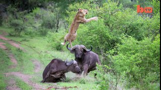 Flying Lion- Buffalo Launches Predator Into The Air -