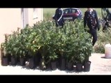 Tuturano (BR) - Coltivazione di marijuana in casolare abbandonato, 2 arresti (28.04.16)