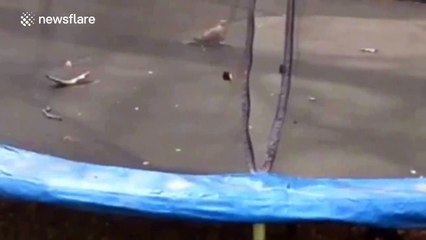 Dog tries to help bird have fun on a trampoline
