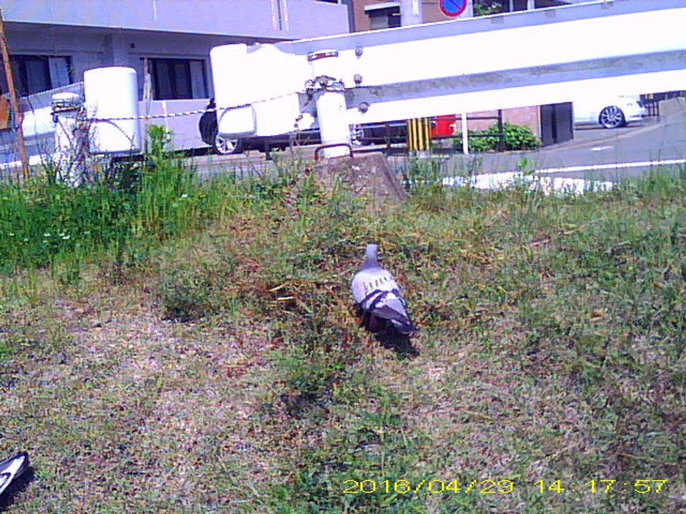 鳩 生態