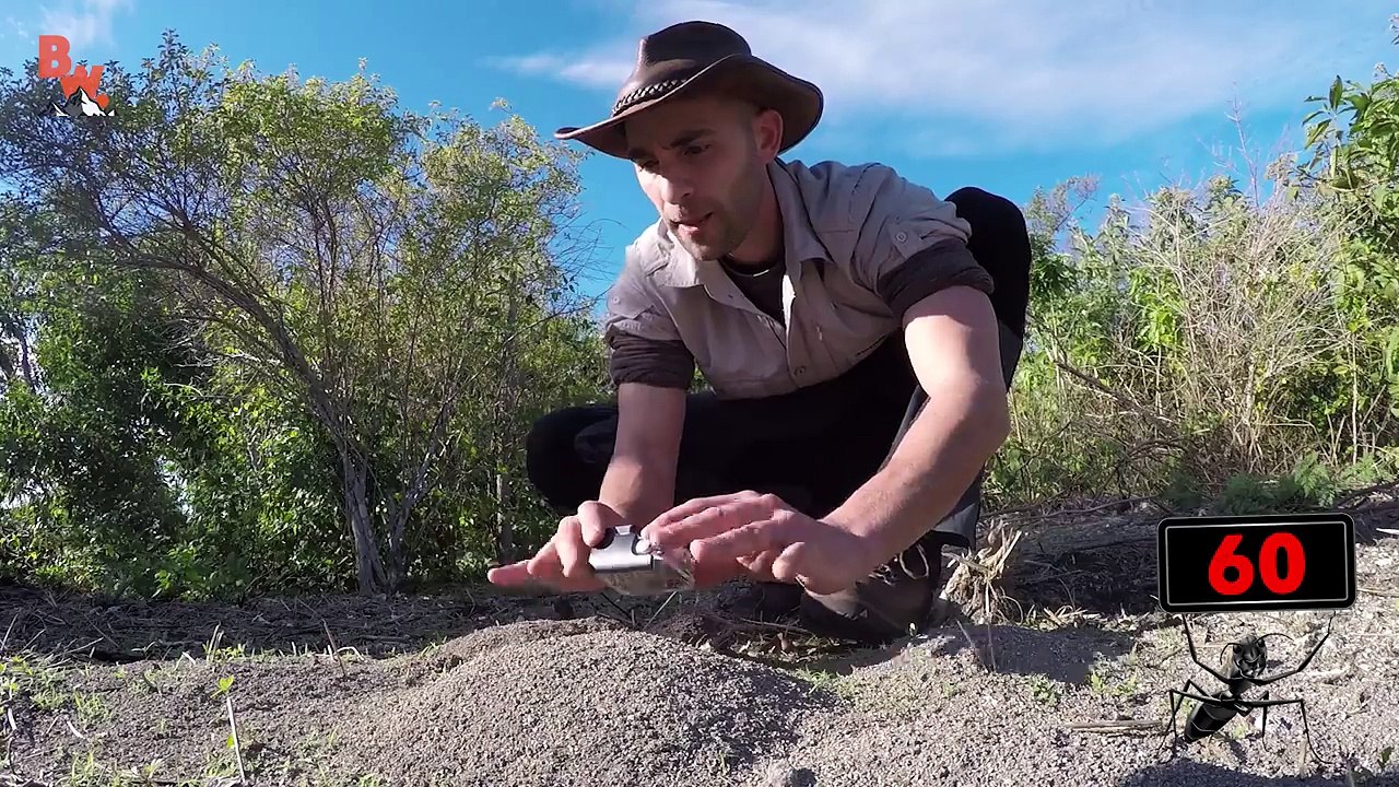 Il va énormément regretter d'avoir mis les mains dans un nid de fourmis de feu